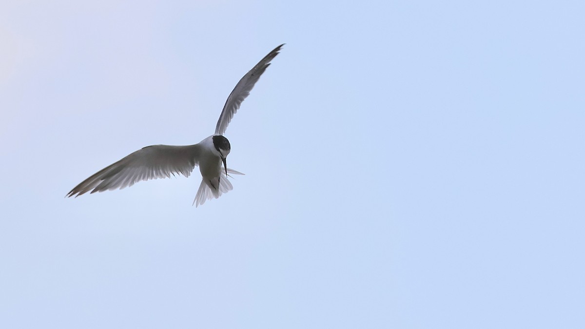 Little Tern - ML642125746