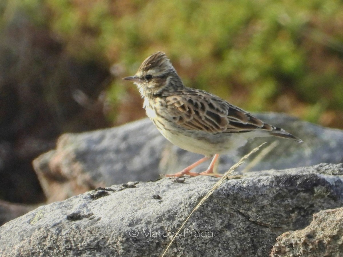 Wood Lark - ML642125747