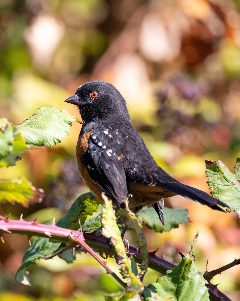 Spotted Towhee - ML642125748