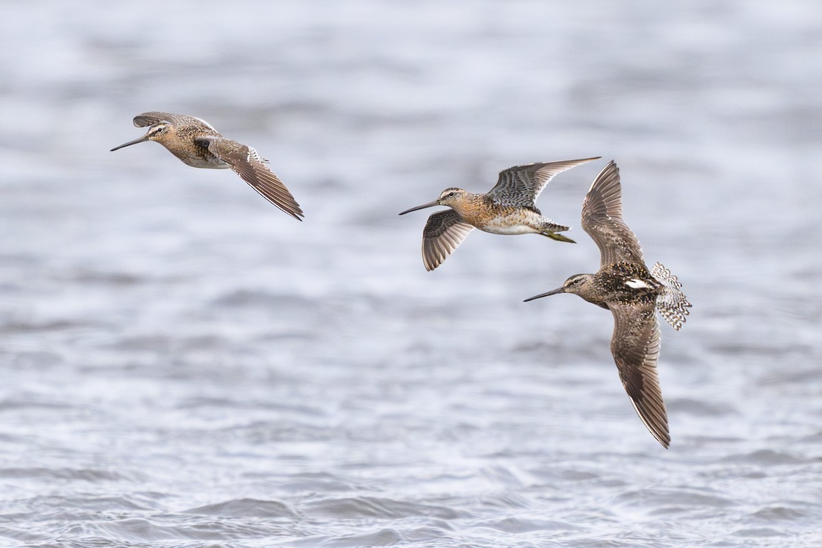 Short-billed Dowitcher - ML642125756