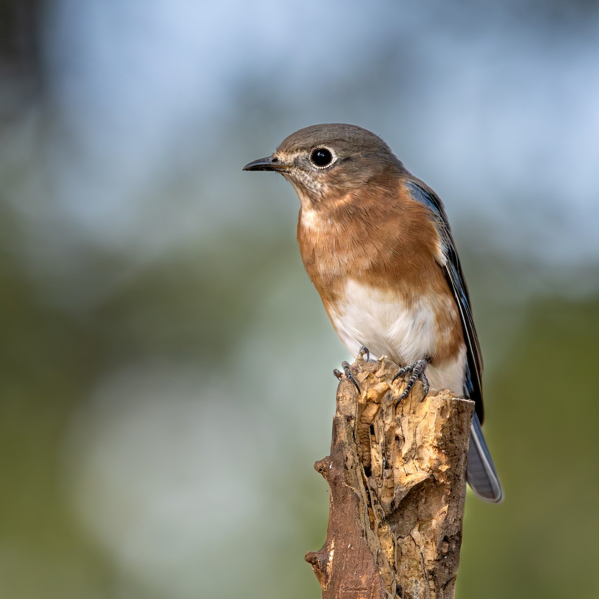 Eastern Bluebird - ML642125765