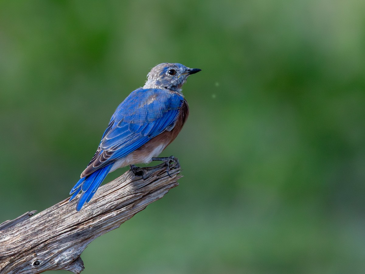 Eastern Bluebird - ML642125767