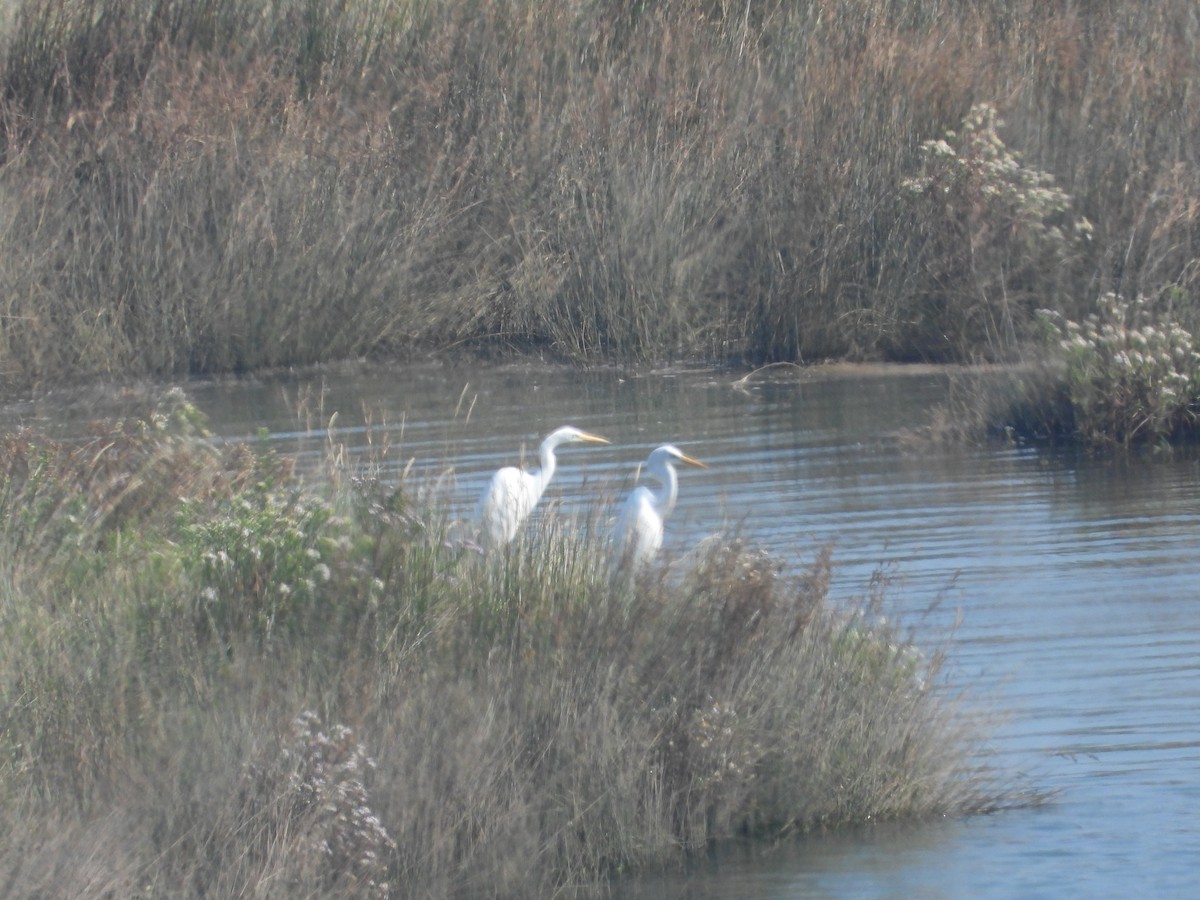 Great Egret - ML642125779