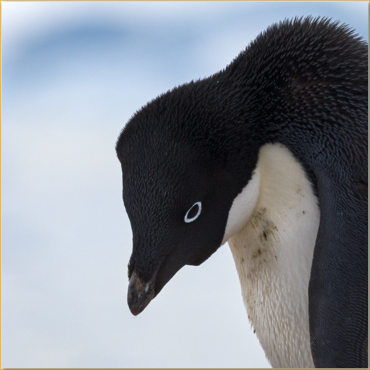 アデリーペンギン - ML642125797