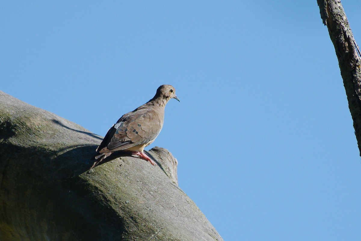 Mourning Dove - ML642125803