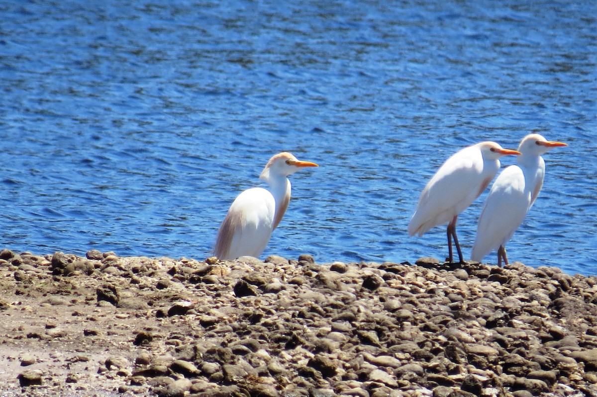 Western Cattle-Egret - ML642125822