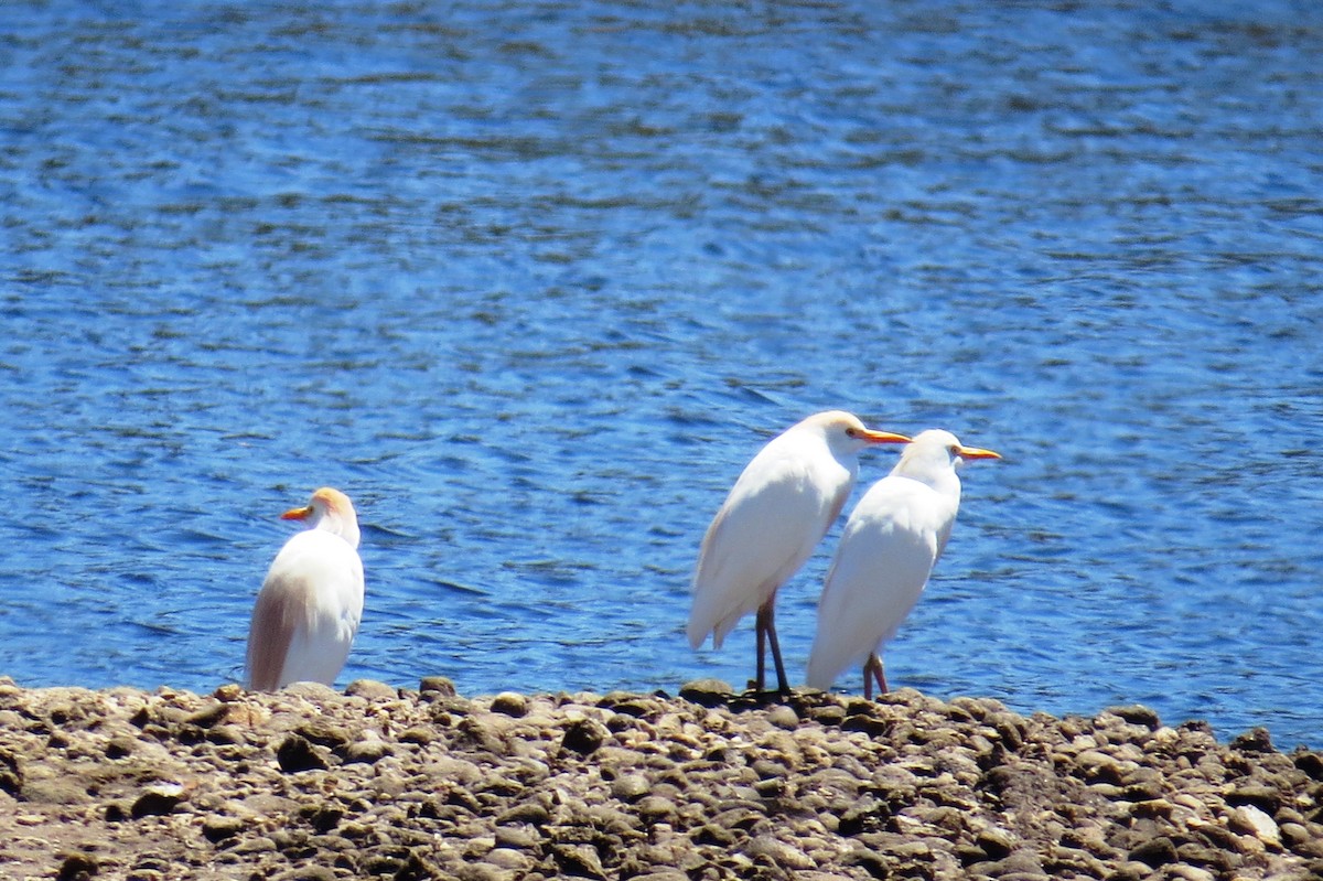 Western Cattle-Egret - ML642125823