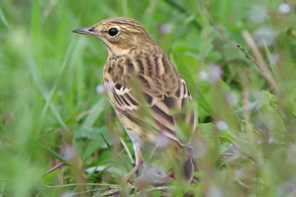 Tree Pipit - ML642125827