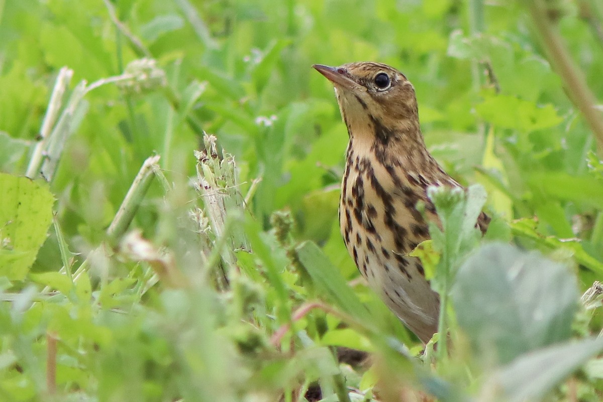 Tree Pipit - ML642125828