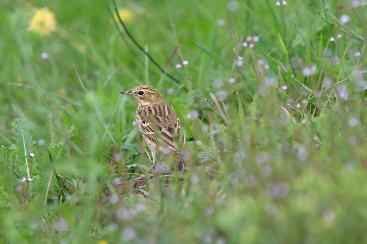 Tree Pipit - ML642125829