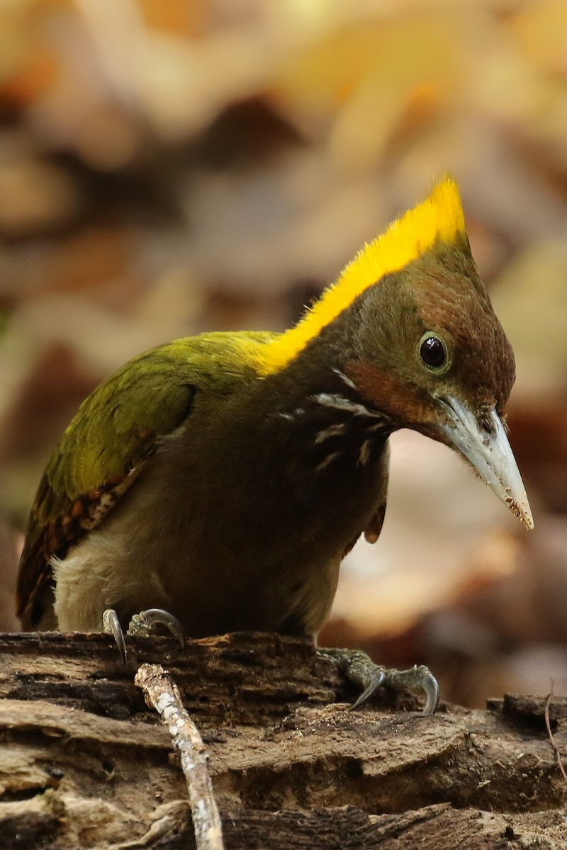 Greater Yellownape - ML642125833