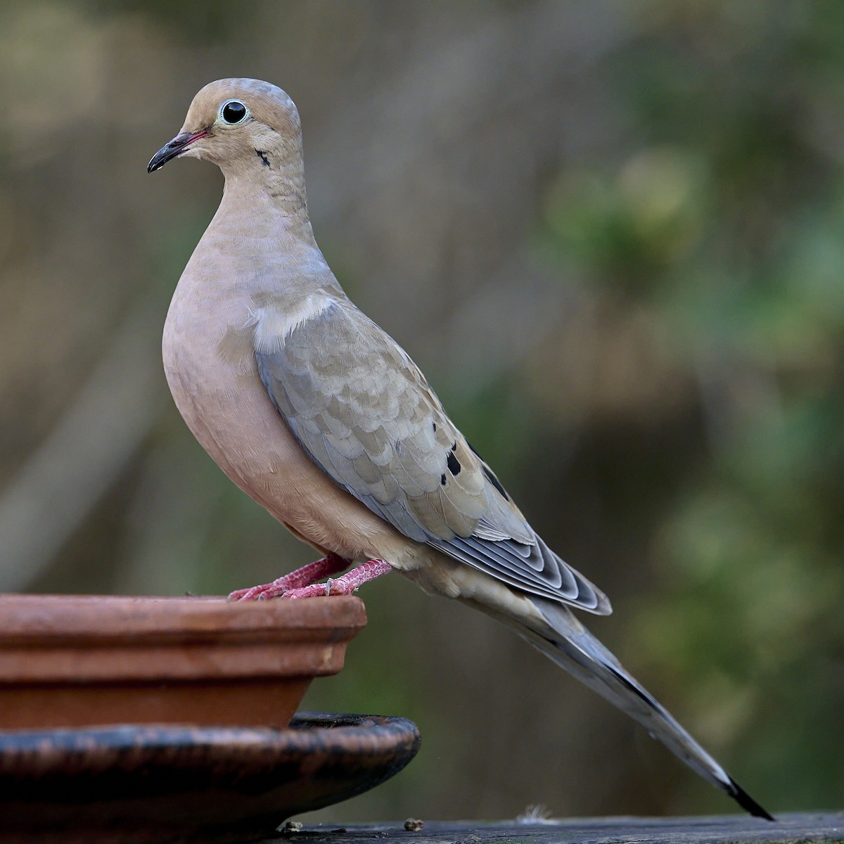 Mourning Dove - ML642125841