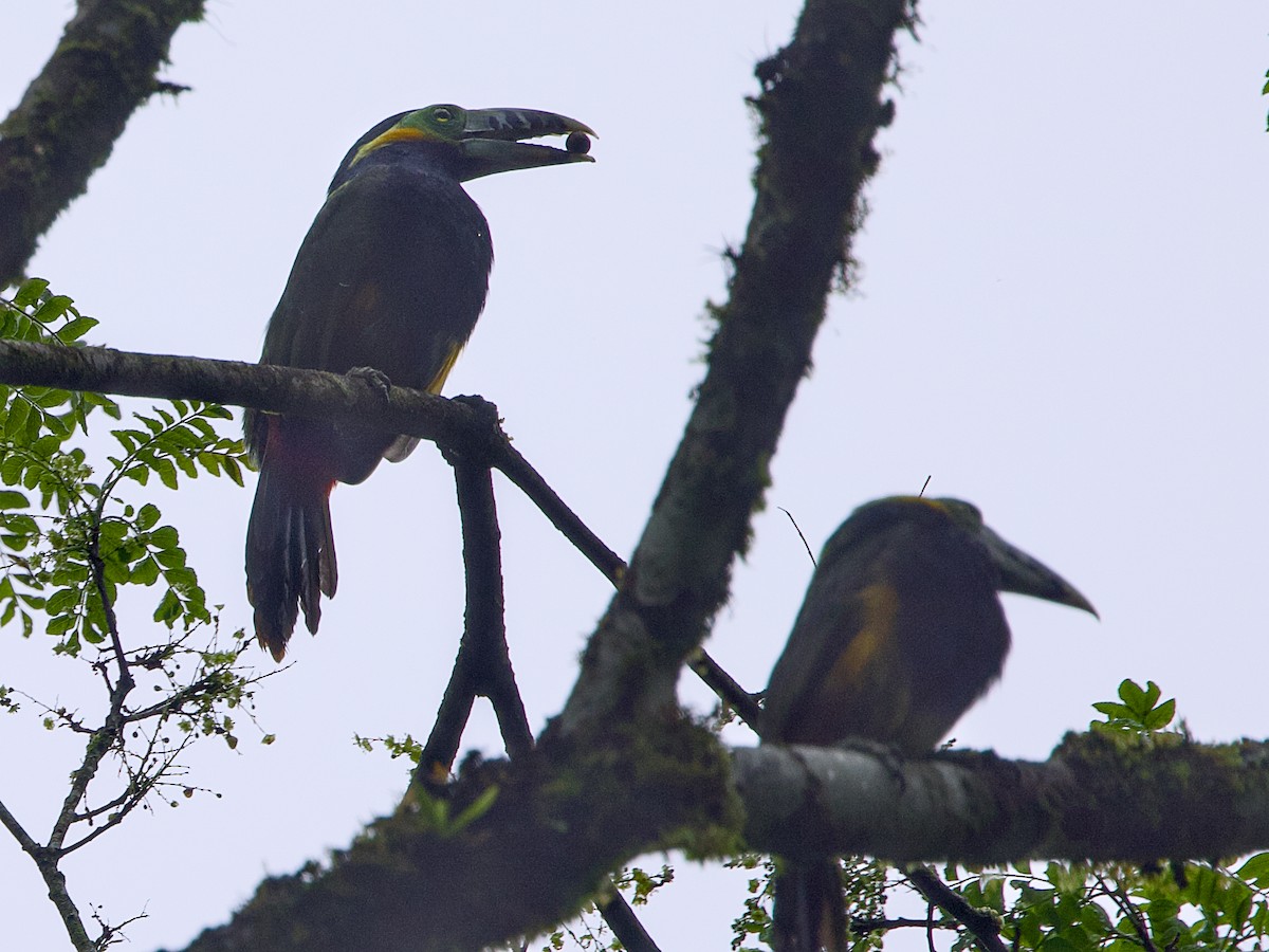 Spot-billed Toucanet - ML642125849