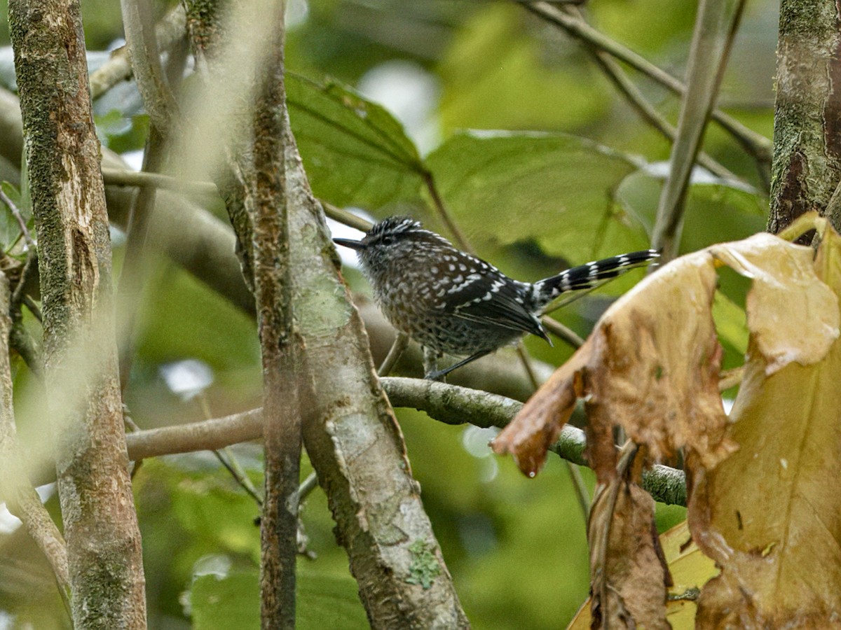 Scaled Antbird - ML642125870
