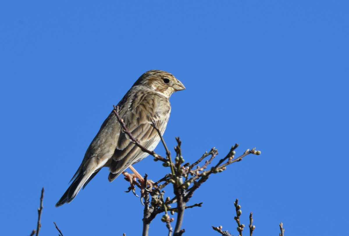 Corn Bunting - ML642125924