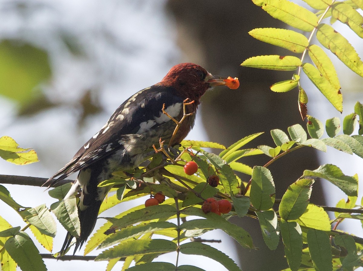 Red-breasted Sapsucker - ML642125939