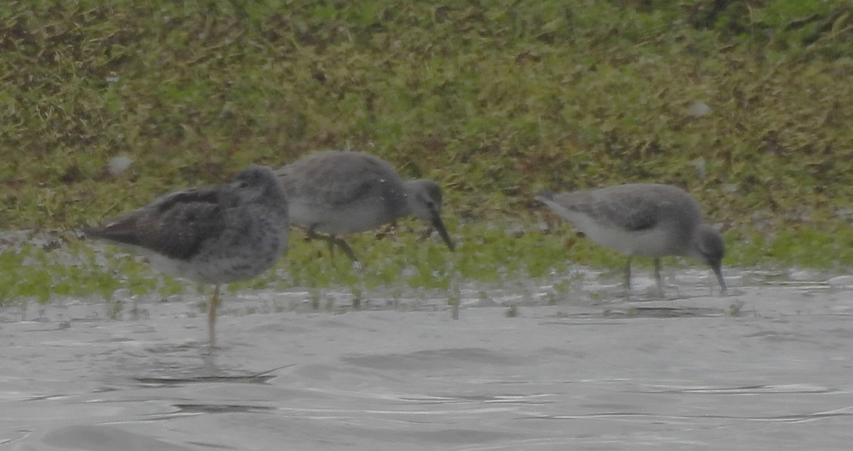Red Knot - ML642125944
