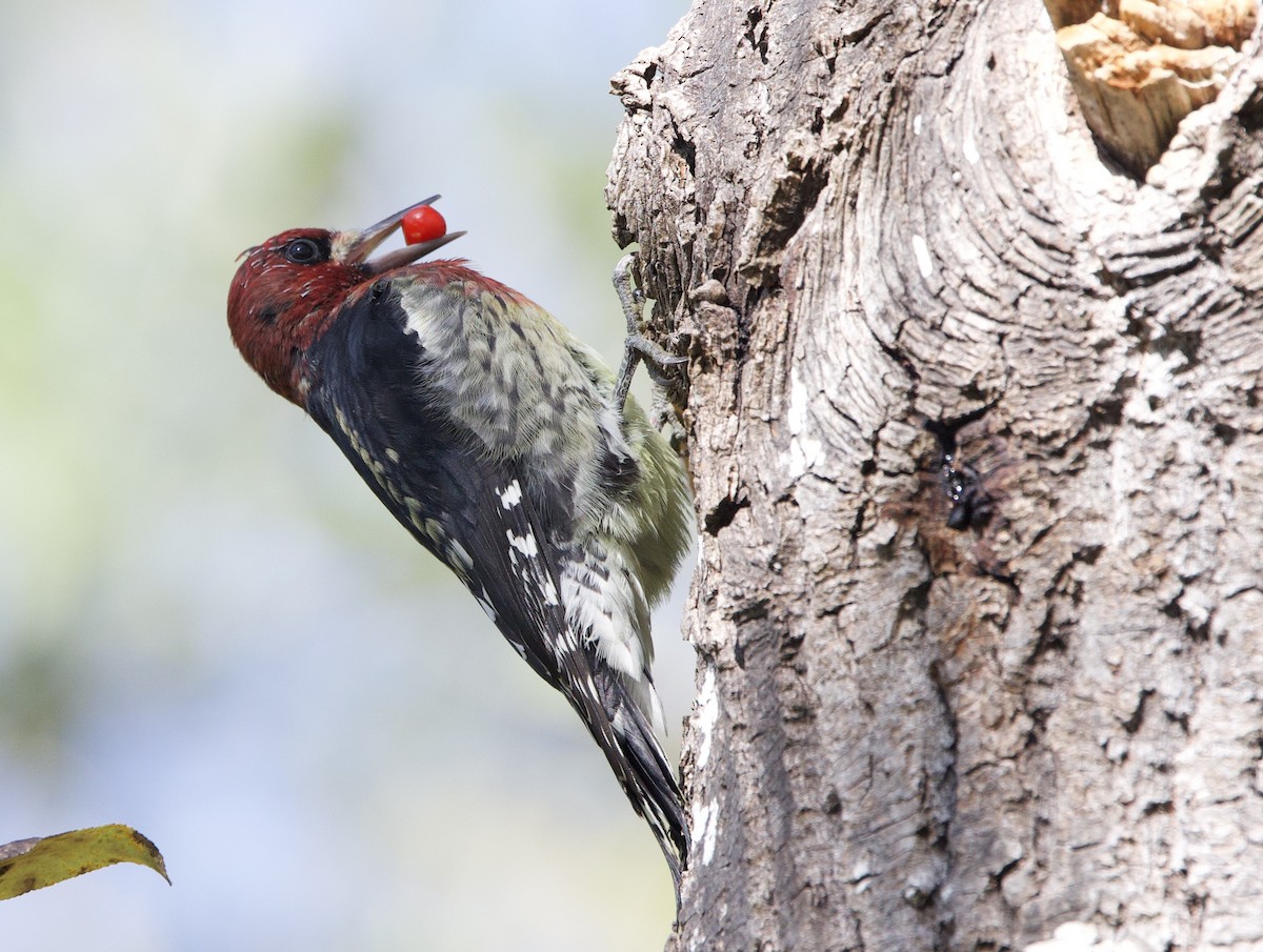 Red-breasted Sapsucker - ML642125947