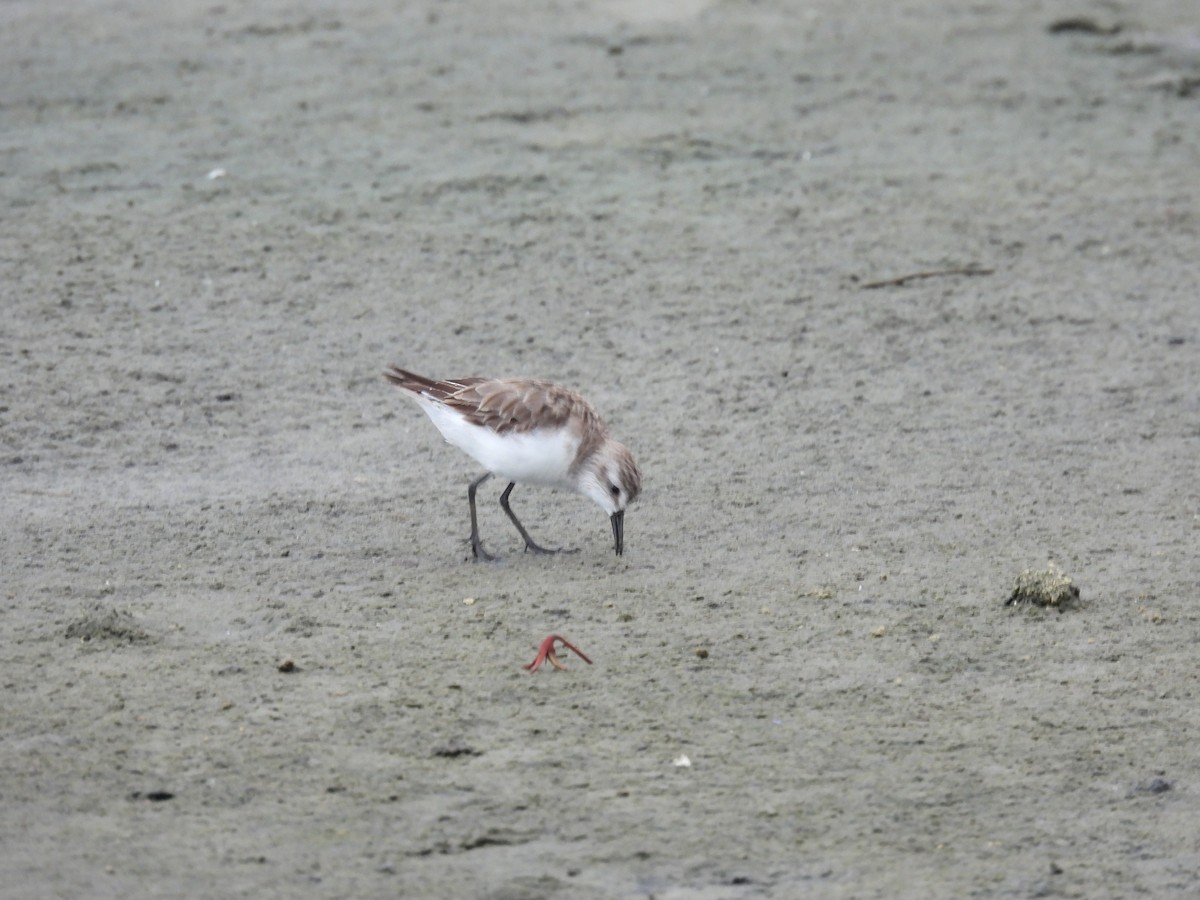 Sandstrandläufer - ML642125967