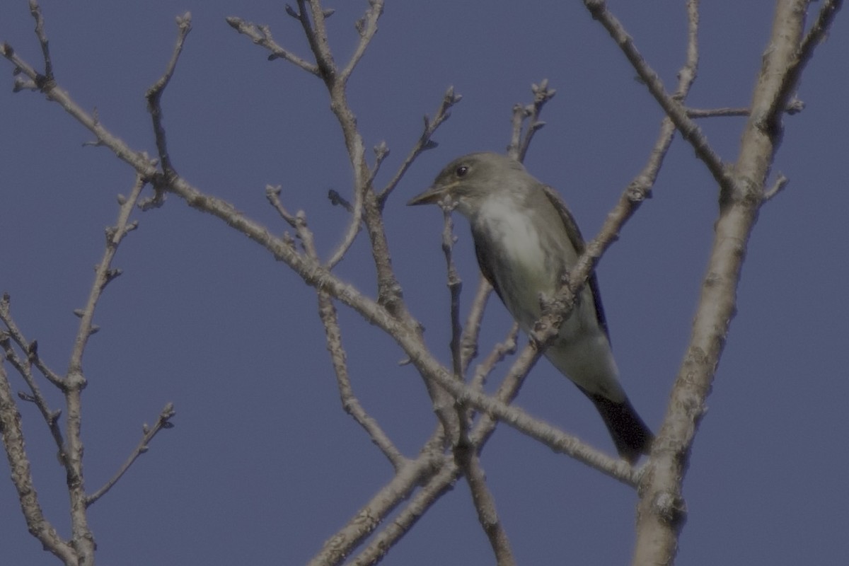 Olive-sided Flycatcher - ML642125975