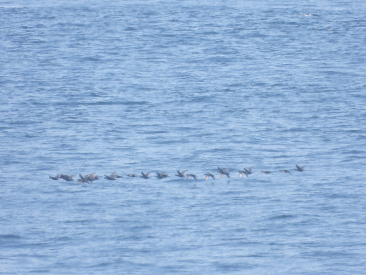 Common Scoter - ML642125980