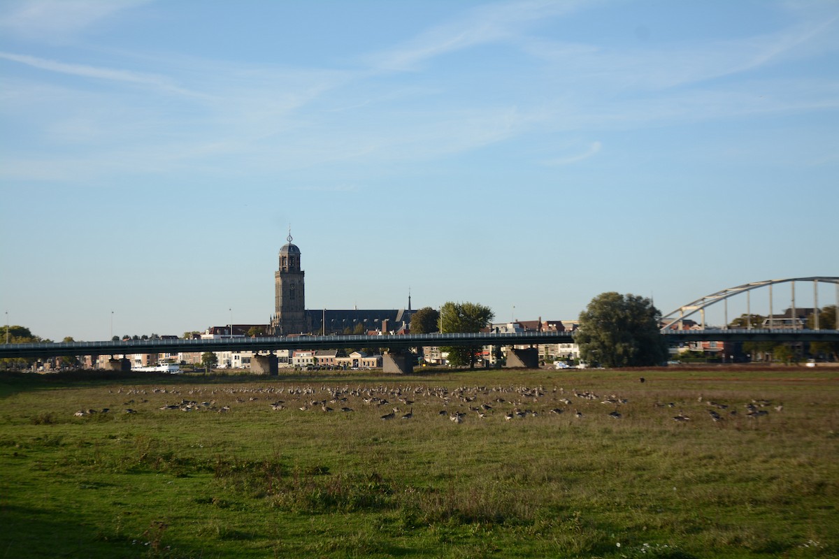 husa velká - ML642125985