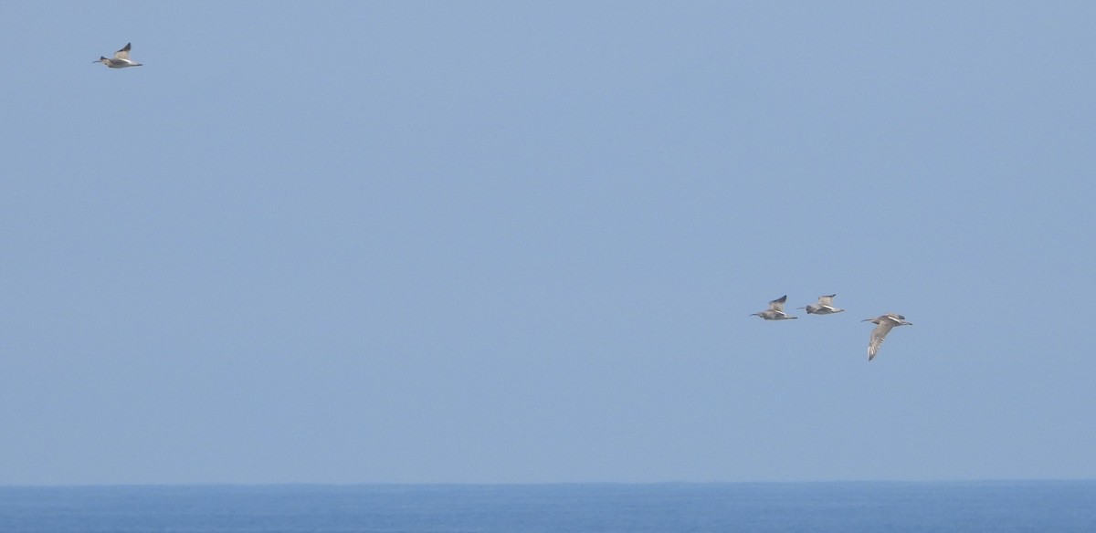 Whimbrel - ML642125990