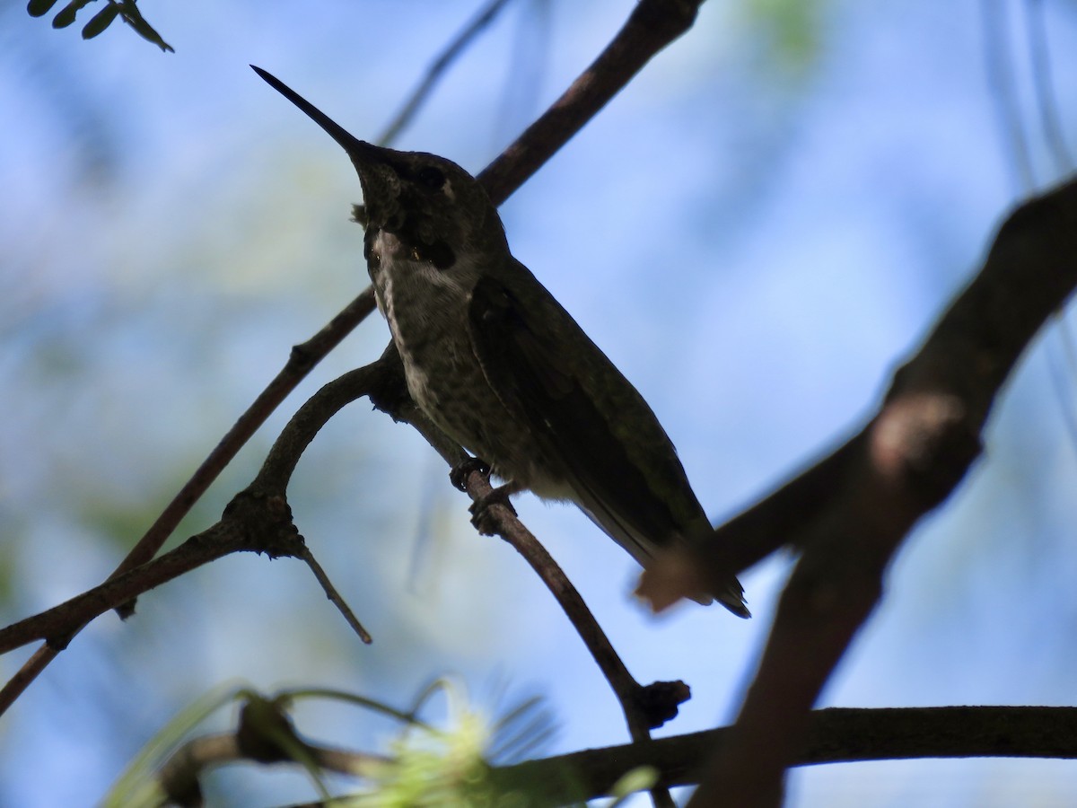 Anna's Hummingbird - ML642125998