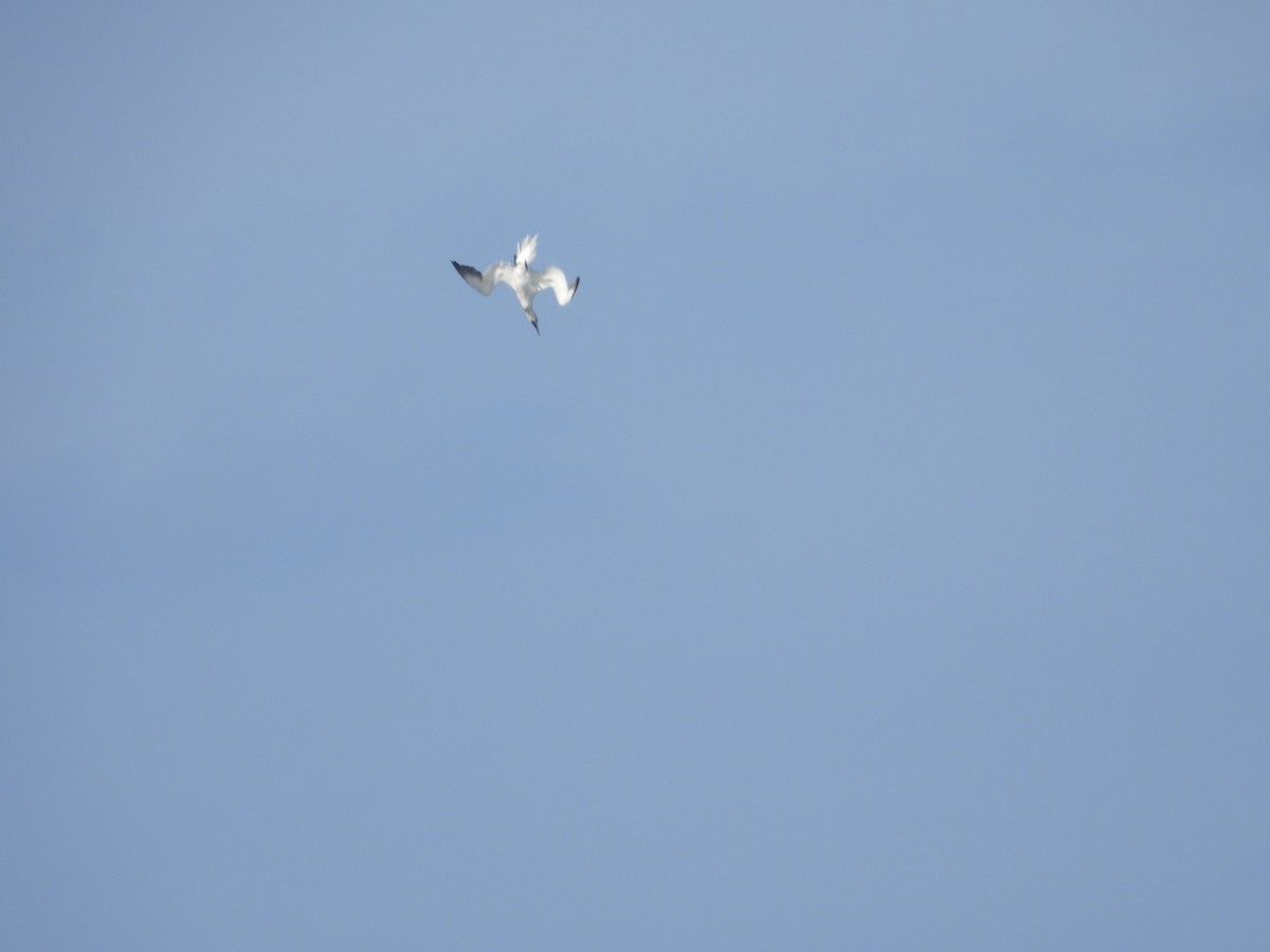 Northern Gannet - ML642126000