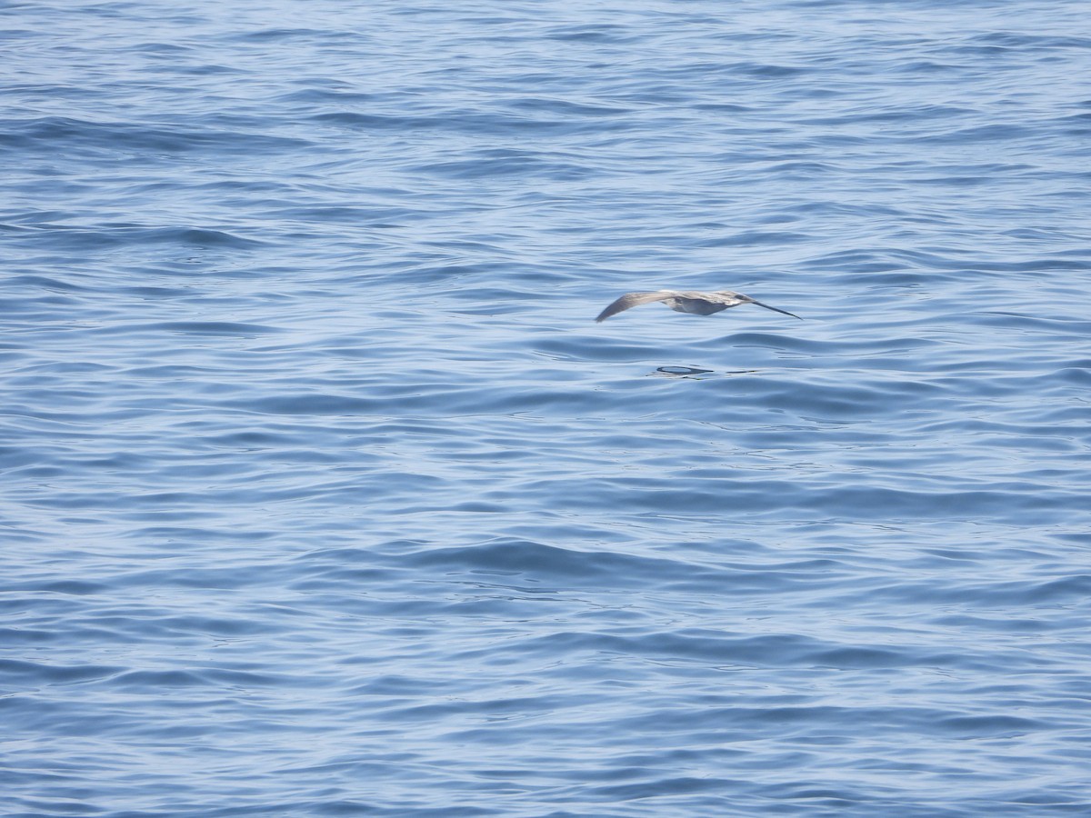 Northern Gannet - ML642126001