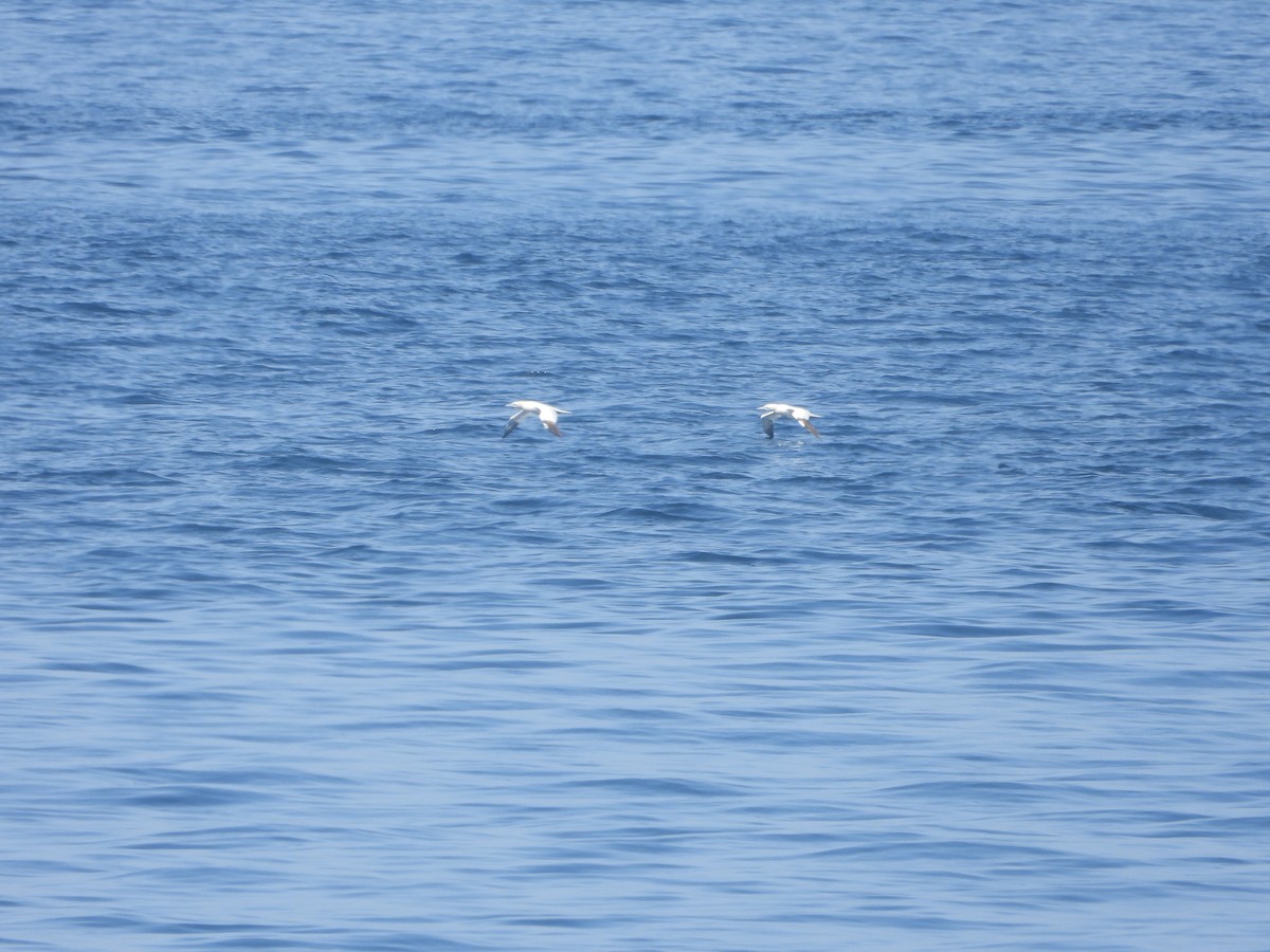 Northern Gannet - ML642126002
