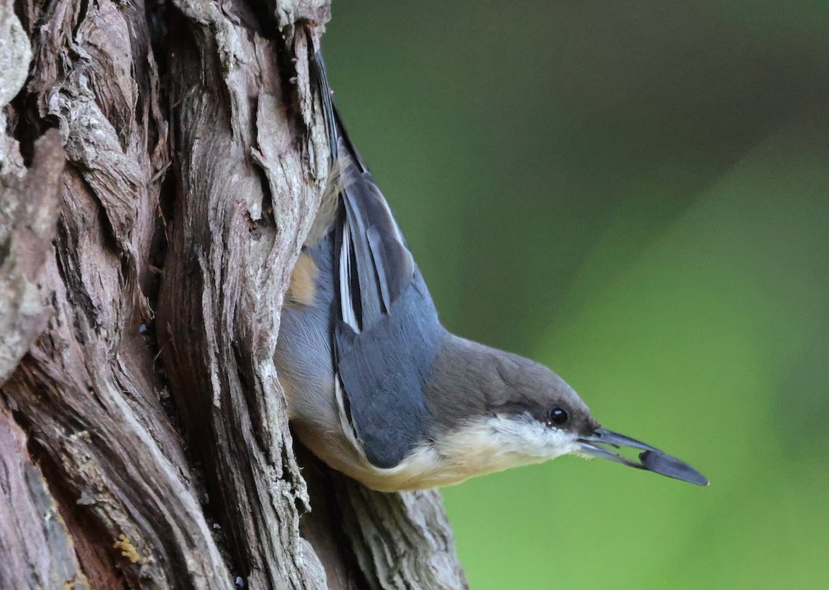 Pygmy Nuthatch - ML642126005