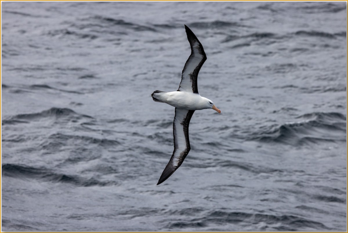 Schwarzbrauenalbatros - ML642126016