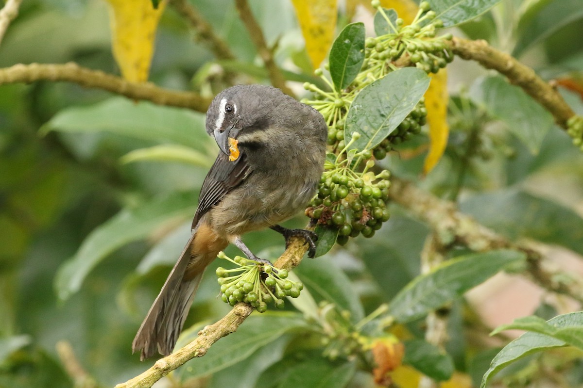 Cinnamon-bellied Saltator - ML642126021