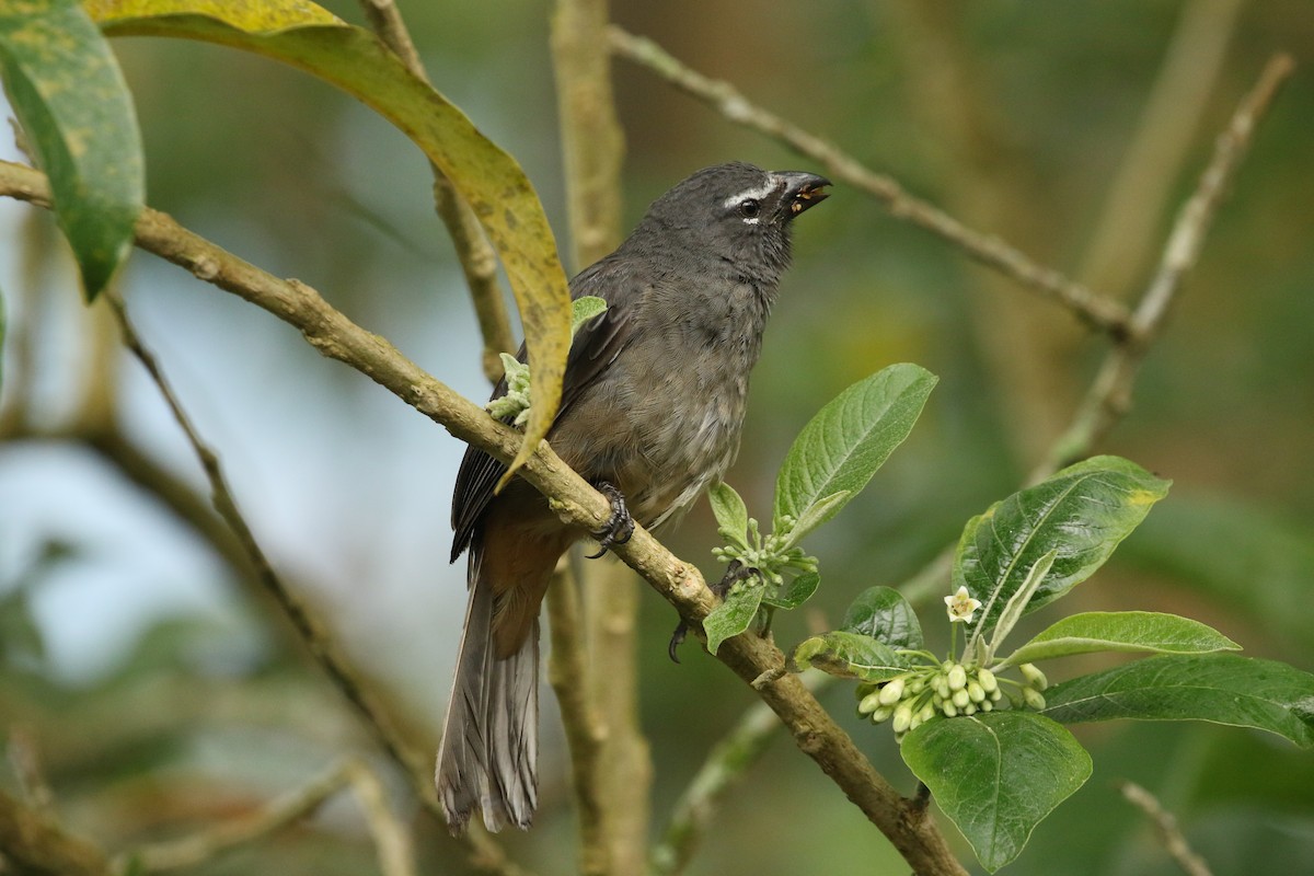 Cinnamon-bellied Saltator - ML642126022