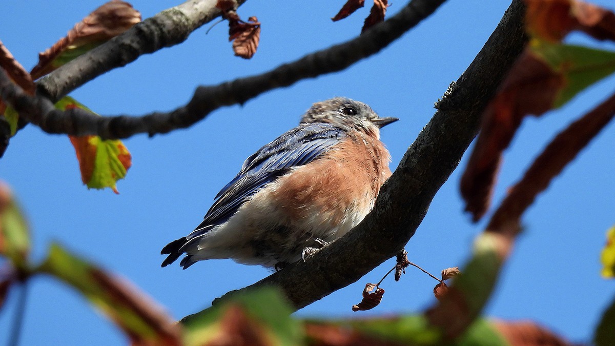 Eastern Bluebird - ML642126029