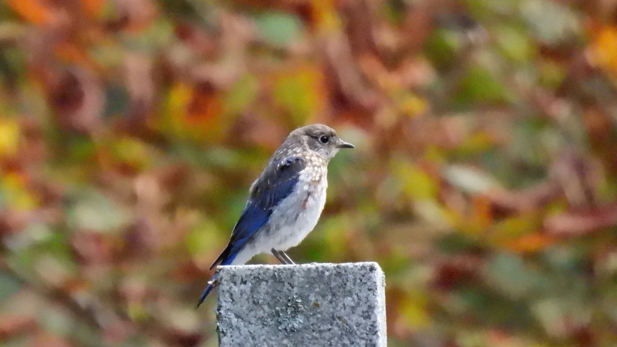 Eastern Bluebird - ML642126044