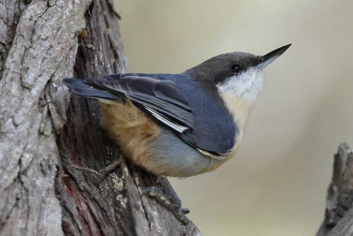 Pygmy Nuthatch - ML642126045