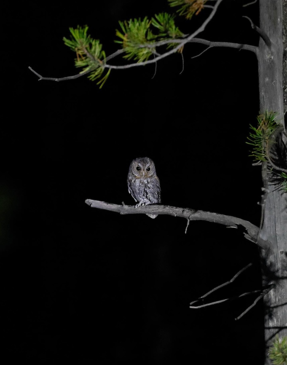 Flammulated Owl - ML642126059