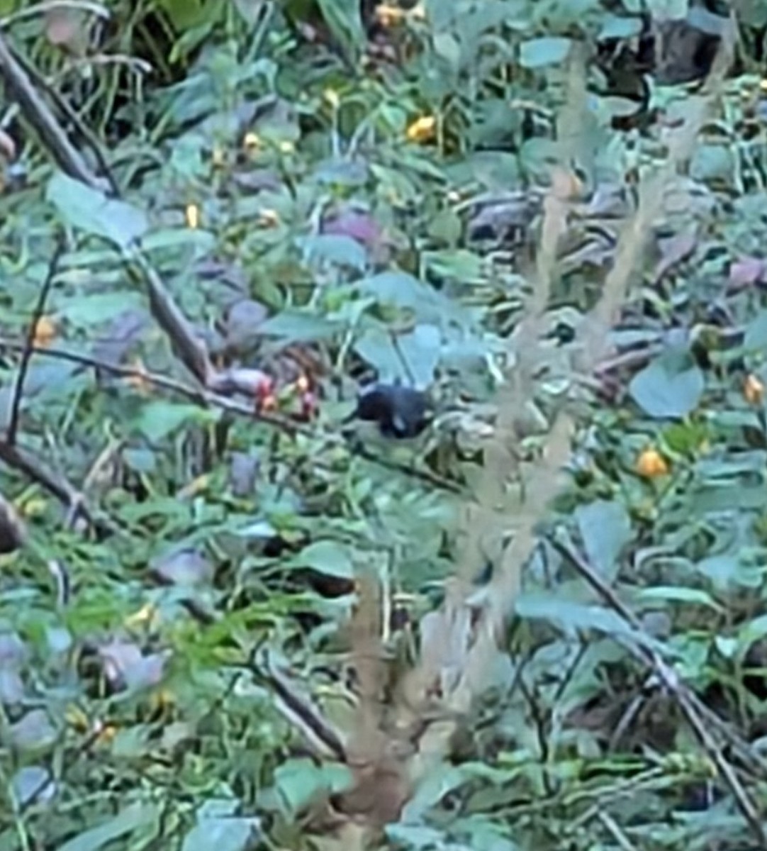Black-throated Blue Warbler - ML642126077