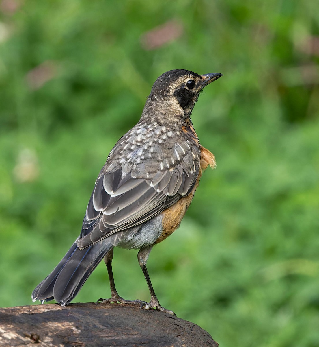 American Robin - ML642126088