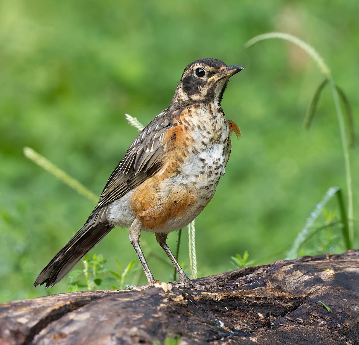 American Robin - ML642126089