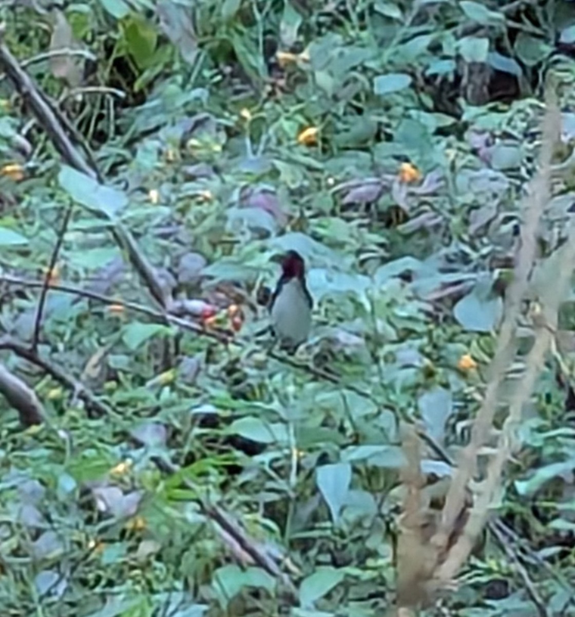Black-throated Blue Warbler - ML642126094