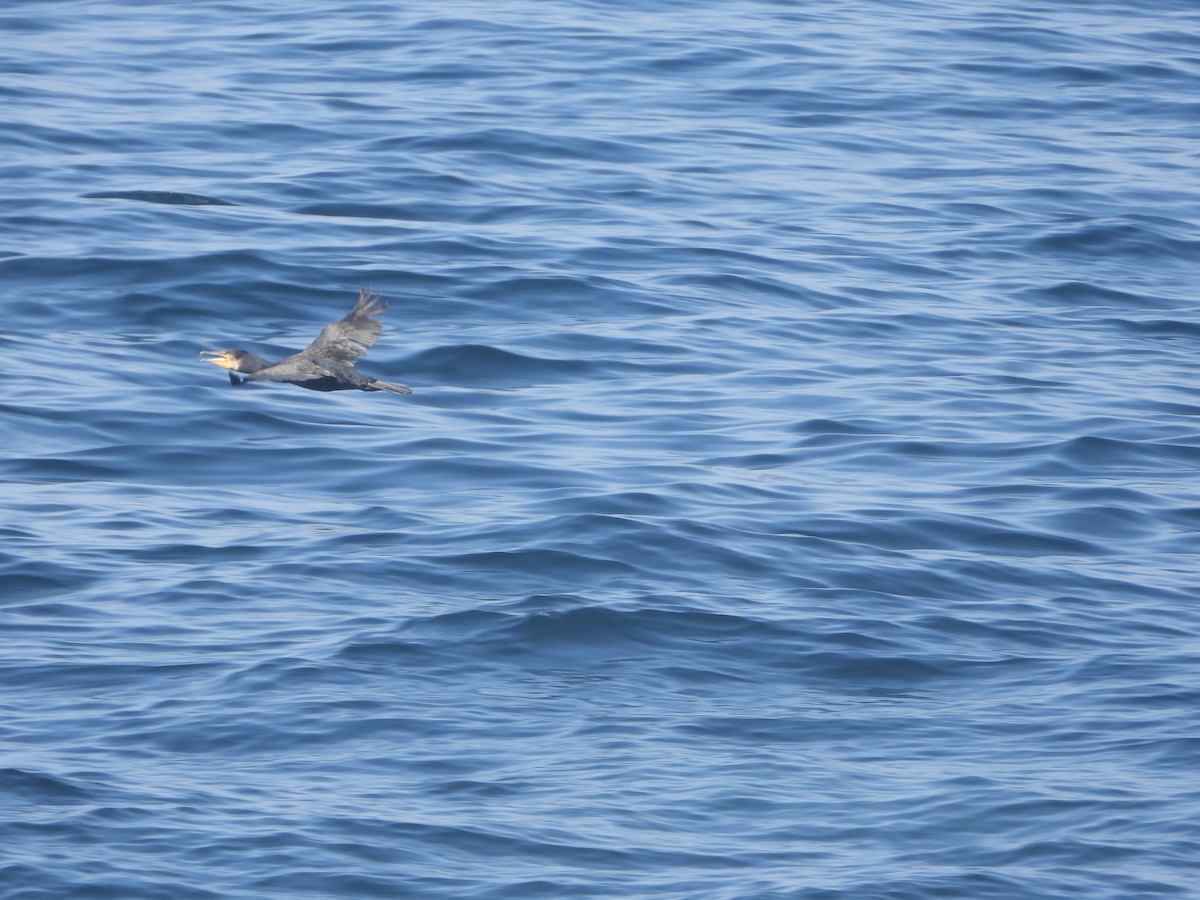 Great Cormorant - ML642126105