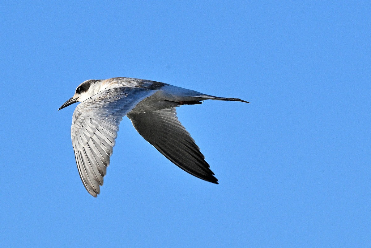 Forster's Tern - ML642126107