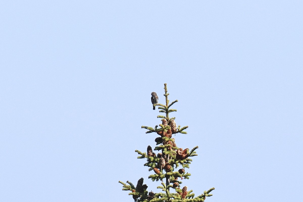 Northern Pygmy-Owl - ML642126112