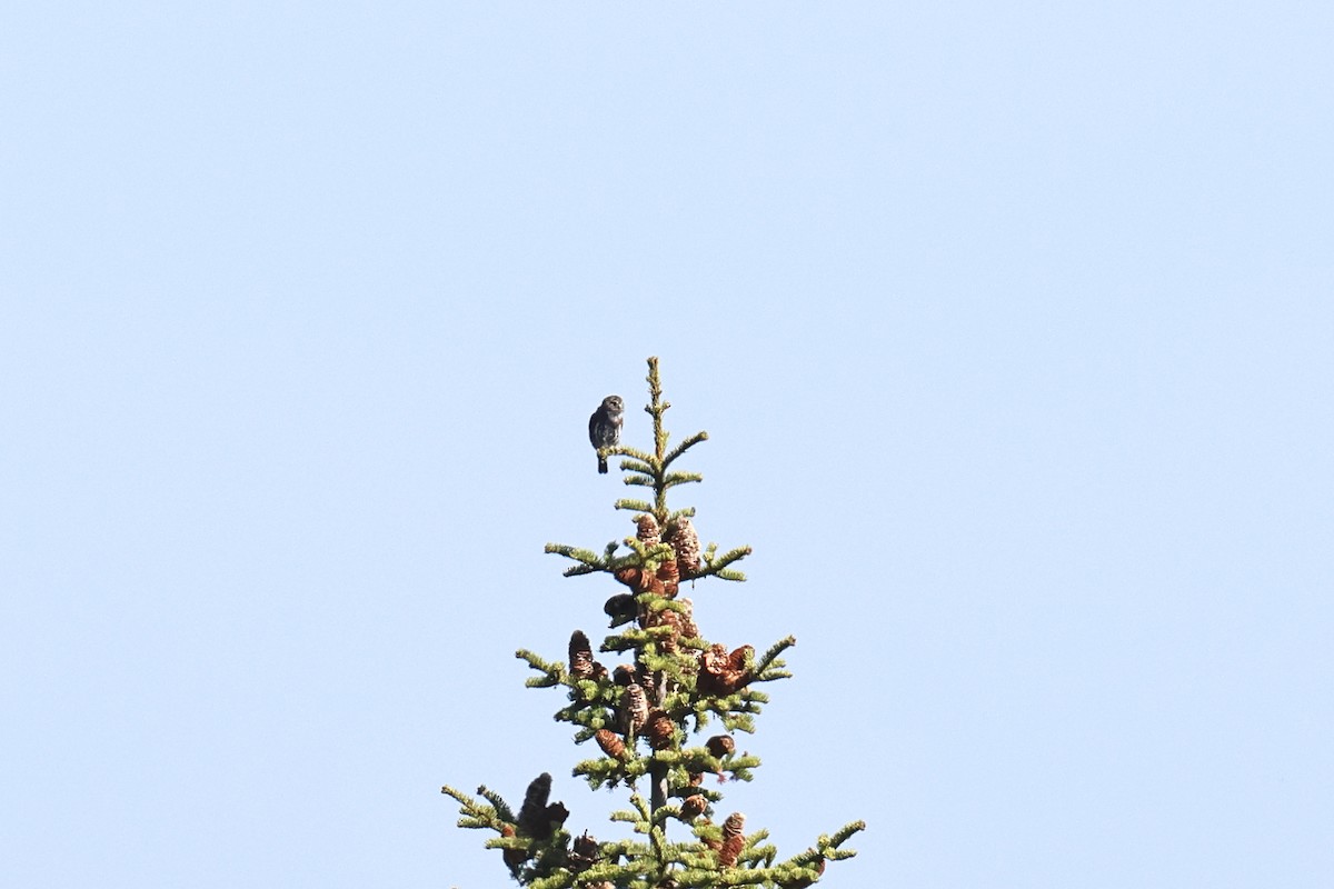 Northern Pygmy-Owl - ML642126113