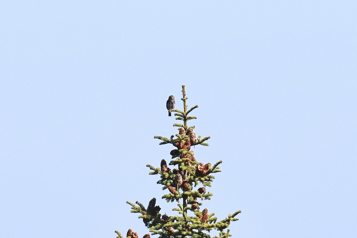 Northern Pygmy-Owl - ML642126115