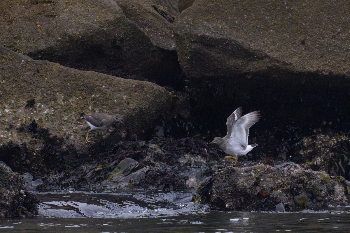 Surfbird - ML642126119