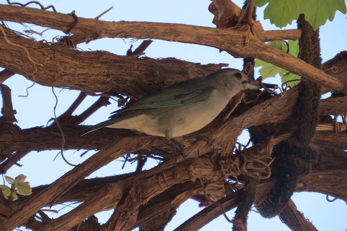 Sayaca Tanager - ML642126132